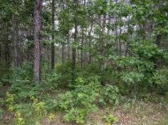 LOT 232 Woodland Tr