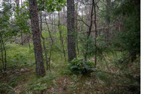 LOT 232 Woodland Tr