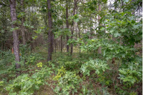 LOT 233 Woodland Tr