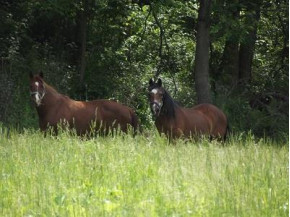 48+/- ACRES Farmers Ridge Rd