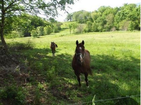 48+/- ACRES Farmers Ridge Rd