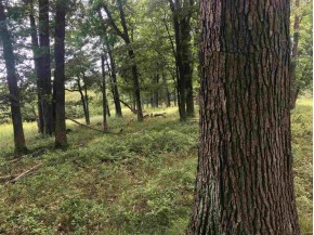 220+/- ACRES Cottonville Ln