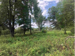 220+/- ACRES Cottonville Ln