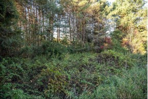 LOT 40 1st Ln