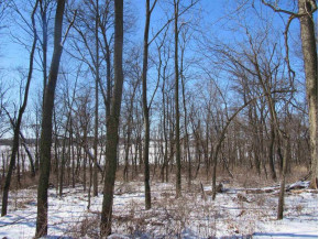 9.97AC Lot 1 Greenbush Rd (csm51000)