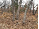 10 +/- ACRES Coon Bluff Rd Reedsburg, WI 53959