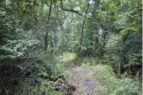 5+ ACRES Oak Dr