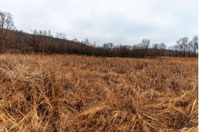 37+/- AC Mulderink Ln