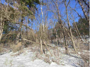 LOT 17 Pine Tree Rd