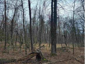 6 AC Wilderness Ct