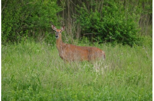 21.85 AC Valley Ave, La Farge, WI 54639