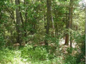 LOT 33 18th Ln