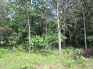 LOT 364-365 N Cypress Ln