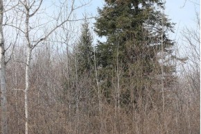 79.5 AC Popple Rd