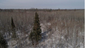 79.5 AC Popple Rd