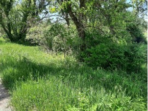 18+/- ACRES Shady Lane Rd