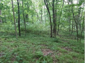 55 ACRES +/- Sparks Hill Rd