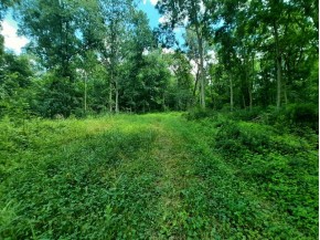 55 ACRES +/- Sparks Hill Rd