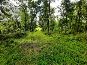 55 ACRES +/- Sparks Hill Rd