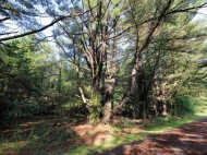 1.79 ACRES Maple Dr