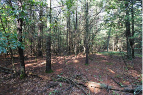 1.79 ACRES Maple Dr