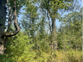 10+/- ACRES Linwood Dr