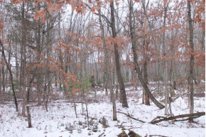 16.6 ACRES Deer Run