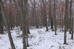 16.6 ACRES Deer Run