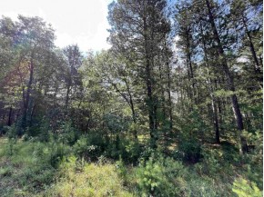 5.5 ACRES Browndeer Dr