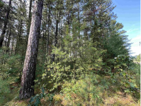 5.5 ACRES Browndeer Dr