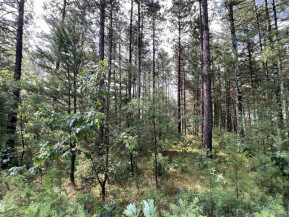 5.5 ACRES Browndeer Dr