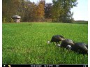 95 ACRES Red Wing Ln, Muscoda, WI 53581