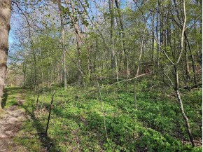 38.62 +/- ACRES Fern Road