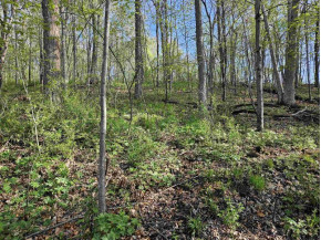 38.62 +/- ACRES Fern Road