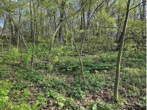 38.62 +/- ACRES Fern Road