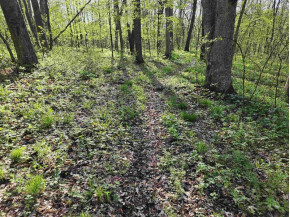 38.62 +/- ACRES Fern Road