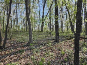 38.62 +/- ACRES Fern Road