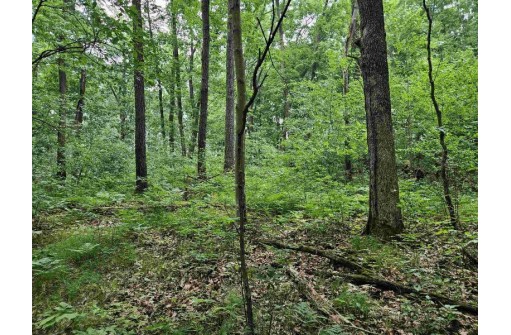 39.87 ACRES Woefl Road, Lyndon Station, WI 53944