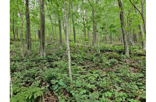 39.87 ACRES Woefl Road, Lyndon Station, WI 53944