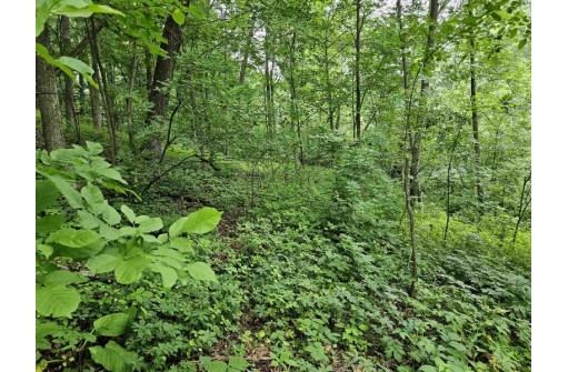 39.87 ACRES Woefl Road, Lyndon Station, WI 53944