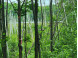 LOT 11 Deer Trail Lac Du Flambeau, WI 54538