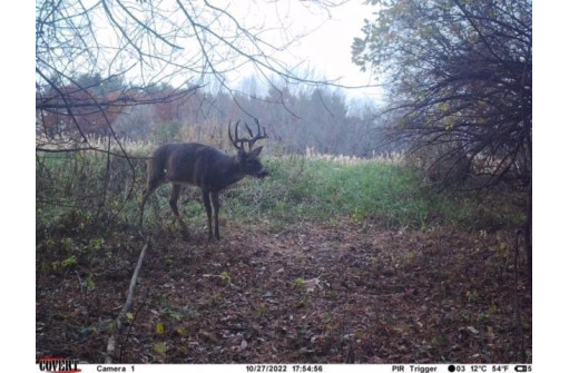 76.78 ACRES County Road Y, Wonewoc, WI 53968