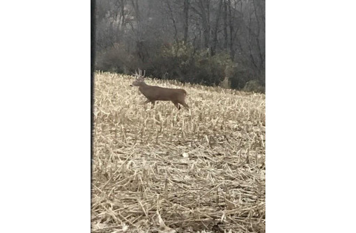 76.78 ACRES County Road Y, Wonewoc, WI 53968