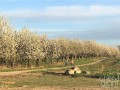 Cherry Orchard & Walking Path