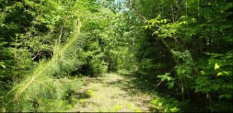 N Black River Road 55 ACRES Cheboygan, MI 49721