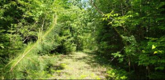 N Black River Road 55 ACRES Cheboygan, MI 49721