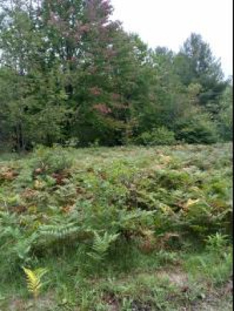 Hidden Lake Trail LOT 481 Elmira, MI 49730