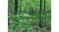 Lot 31 Whitetailed Deer Dr Tomahawk, WI 54487 by Lakeplace.com - Vacationland Properties $29,800