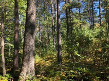 11.5 Ac. Cedar Falls Rd, Hazelhurst, WI 54531