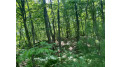 Lot 7 Secluded Trail Hayward, WI 54843 by Woodland Developments & Realty $37,900